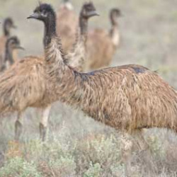 Emu