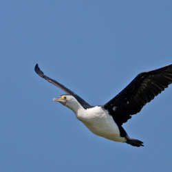 Cormorants