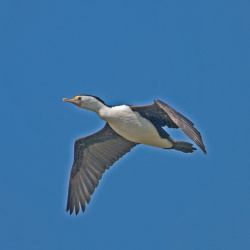 Little Pied Cormorant