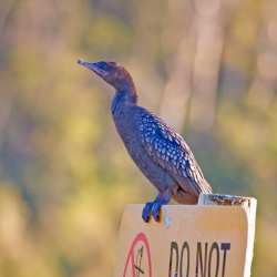 Little Black Cormorant