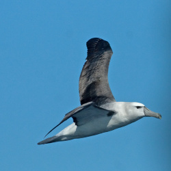 Bullers Albatross