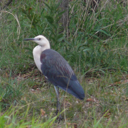 Herons