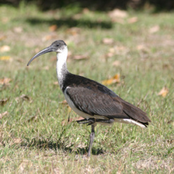 Straw-necked Ibis