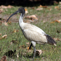 White Ibis