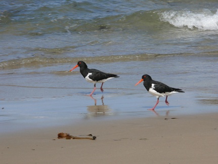 Pied Oystercatchers 2