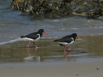 Pied Oystercatchers 4