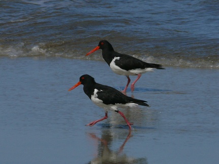 Pied Oystercatchers 5