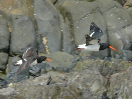 Pied Oystercatchers 6