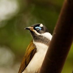 Blue-faced Honeyeater