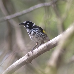 New Holland Honeyeater