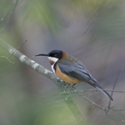 Eastern Spinebill