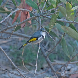 Crescent Honeyeater