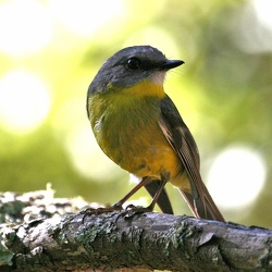 Eastern Yellow Robin