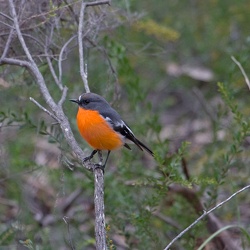 Flame Robin