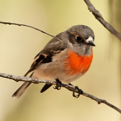 Scarlet Robin