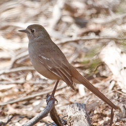 Scrub Robin