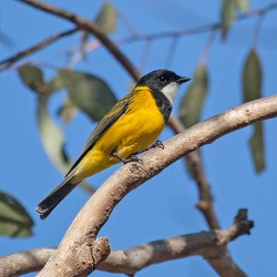 Golden Whistler