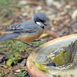 Rufous Whistler