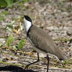 Masked Plover