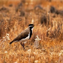 Banded Plover