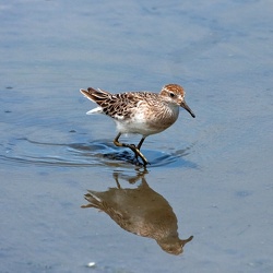 Sharp-tailed Sandpiper