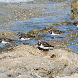 Ruddy Turnstone