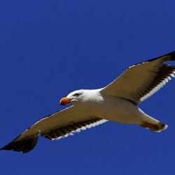 Pacific Gull