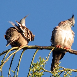 Crested Pigeon