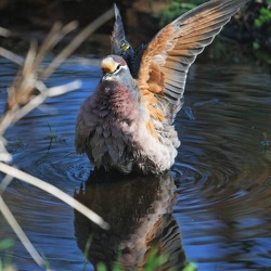 Common Bronzewing