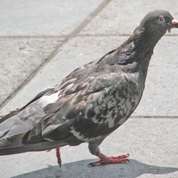 Rock Dove