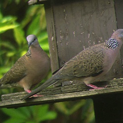 Spotted Turtledove