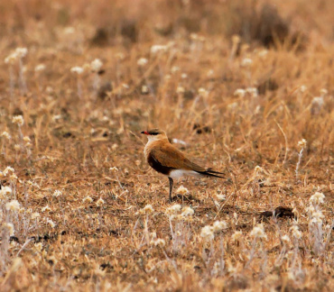 aut pratincole