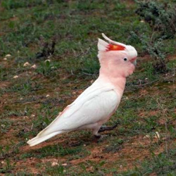 Major Mitchells Cockatoo