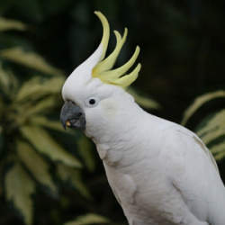 Sulphur-crested Cockatoo