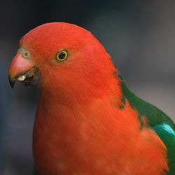 King Parrot