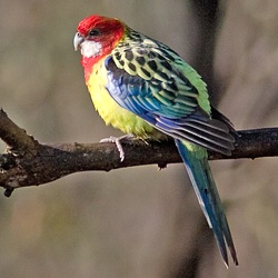 Eastern Rosella