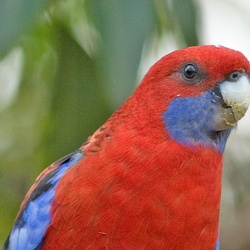 Crimson Rosella