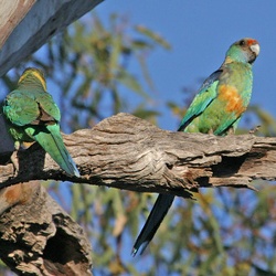 Mallee Ringneck