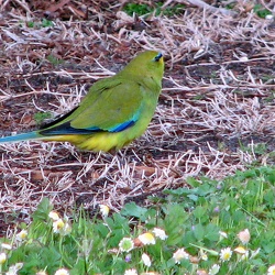 Elegant Parrot