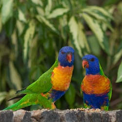 Rainbow Lorikeet