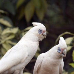 Little Corella