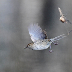 Grassbirds