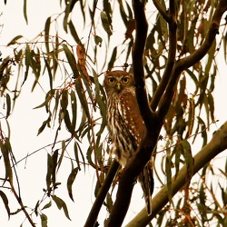 Barking Owl