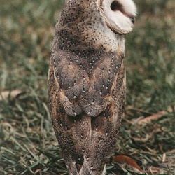 Barn Owl