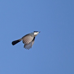 Restless Flycatcher