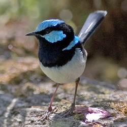 Superb Fairy Wren