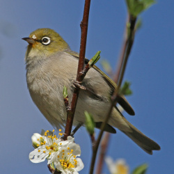 White-eye