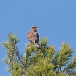 Brown Falcon