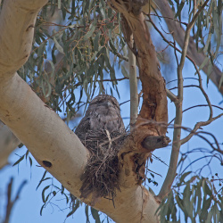 Frogmouth