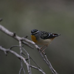 Spotted Pardalote